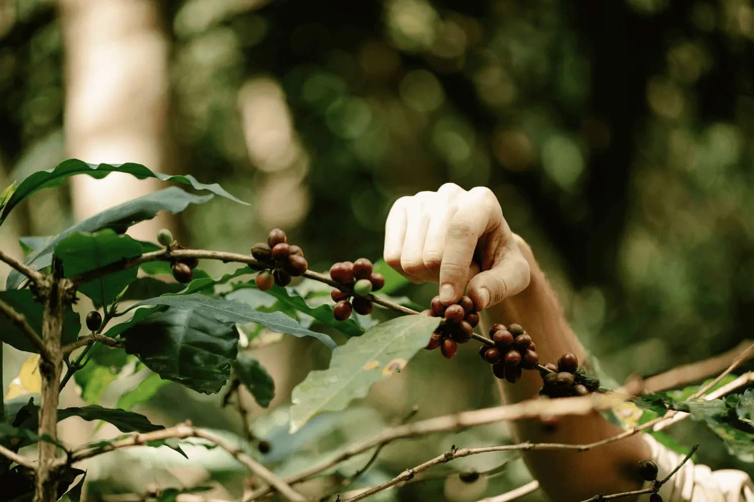 Страны произрастания кофе: как выбрать самый вкусный